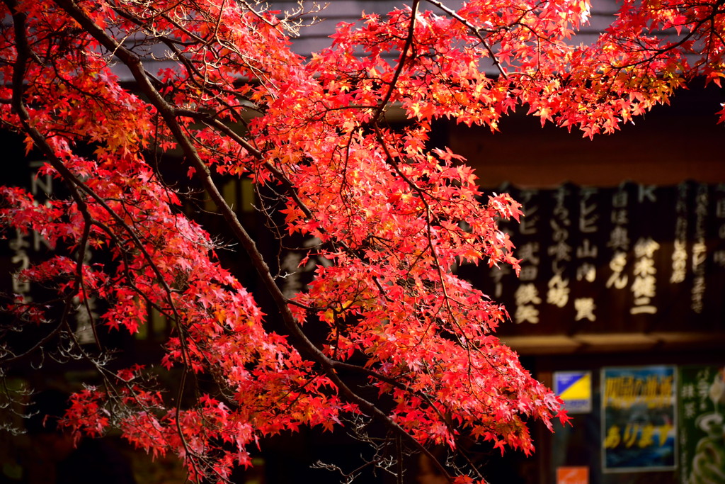 フリー素材 無料画像集 晩秋の紅葉と冬を感じさせる風景 小物など Mysimasima