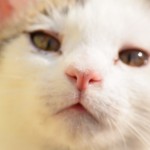 【フリー素材・無料画像集】動物写真！ネコのしぐさから顔のアップなど