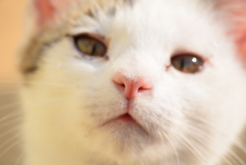 フリー素材 無料画像集 動物写真 ネコのしぐさから顔のアップなど Mysimasima