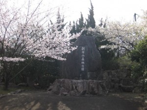 朝日山　桜