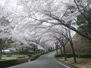 神山森林公園桜