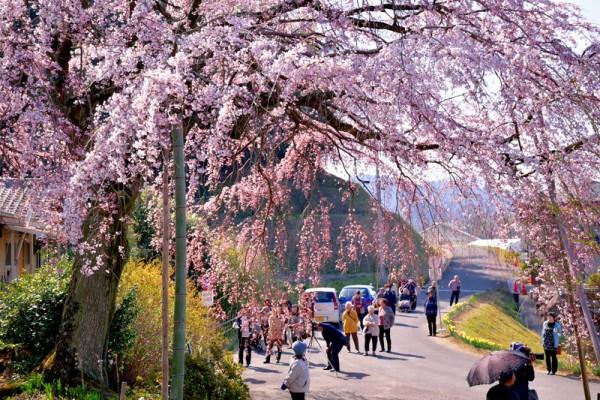 桜観光客