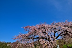 綾川　しだれ桜