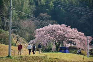 堀池のしだれ桜