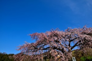 綾川　枝垂桜