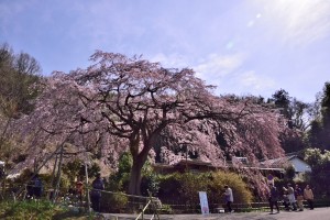 逆光の桜