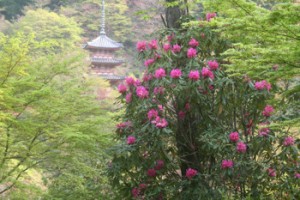 三室戸寺しゃくなげ