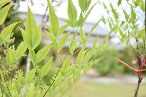 五風十雨の庭