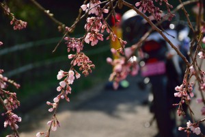 桜とバイク2