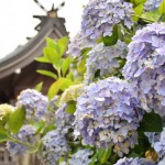 香川県『粟井神社』のアジサイがすごい！数が多くオススメの名所で花の撮影にピッタリな場所