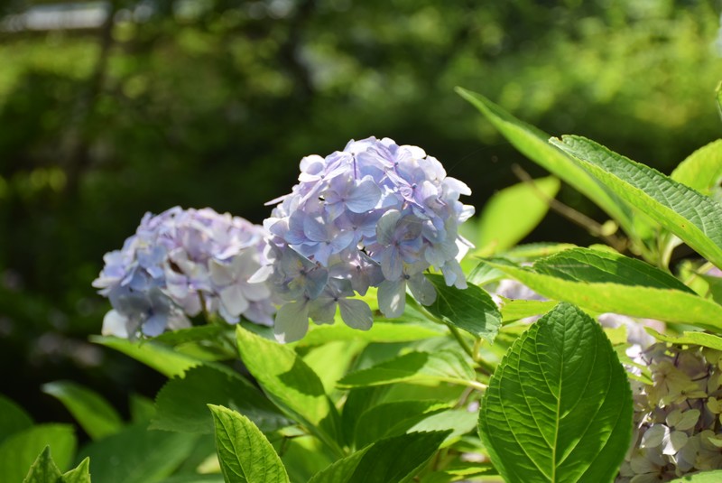 花の撮影方法 うまく逆光を使えば初心者でも綺麗に撮れる デジカメの設定やコツの紹介 Mysimasima