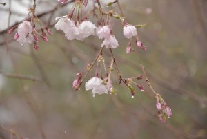 雨　桜　撮影
