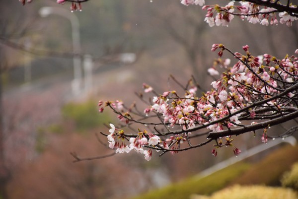 雨　桜　撮影